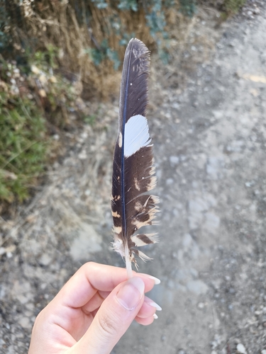 Plume de Engoulevent à collier roux