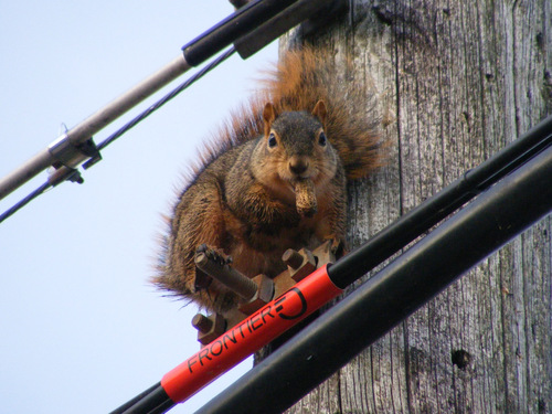Eastern Fox Squirrel