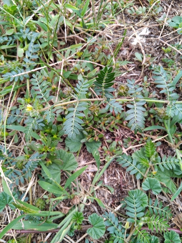 puncture vine