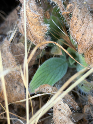 Phacelia imbricata, photograph 3