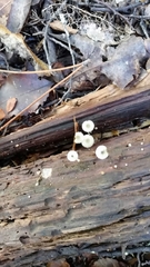 Mycena globuliformis