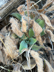 Phacelia imbricata