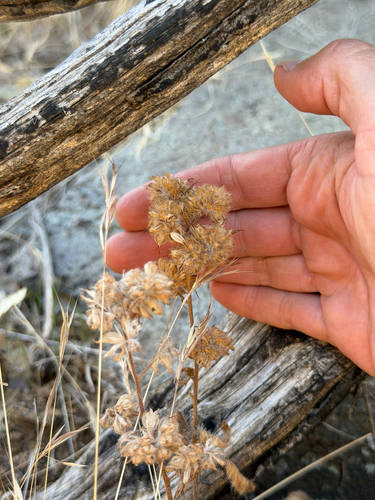 Phacelia imbricata, photograph 2