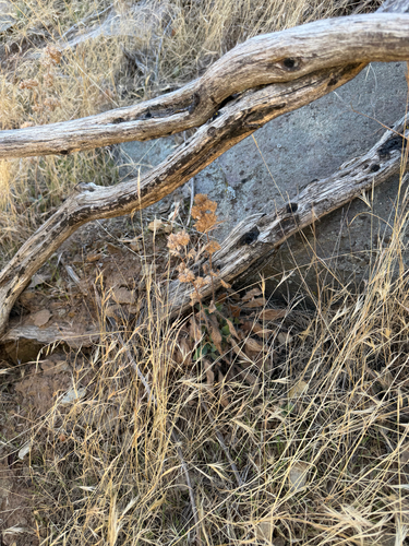 Phacelia imbricata, photograph 4