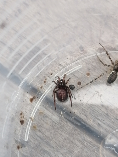 Rabbit Hutch Spider