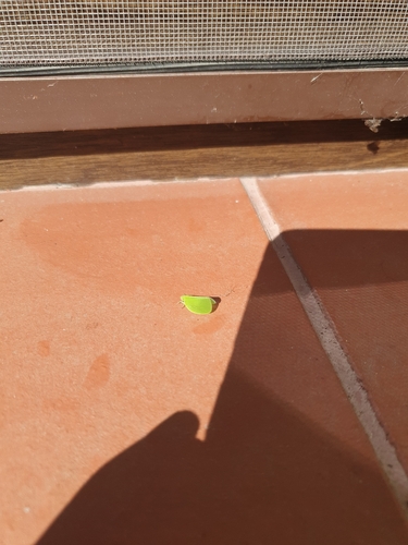 Green Cone-headed Planthopper