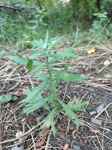 iNaturalist observation photo of wormwoods and sagebrushes