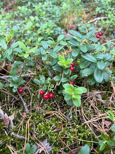 Lingonberry