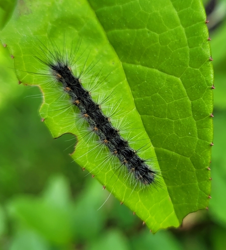 Fall Webworm Moth