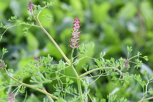 Fumaria officinalis, photograph 3