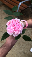 Rosa