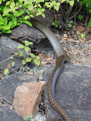 Oriental Rat Snake
