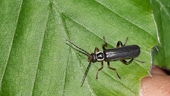 Cantharis pagana