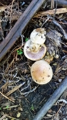 Cortinarius cremeolinus