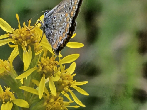 Brown Argus