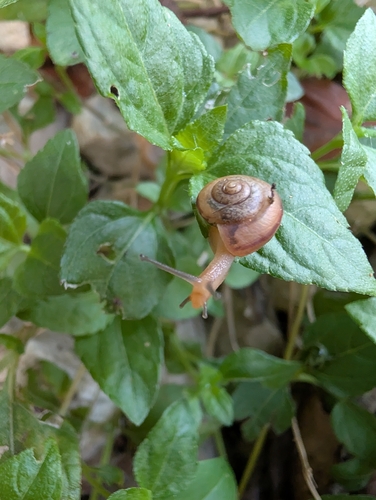 Asian Tramp Snail
