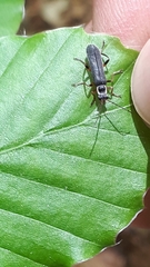 Cantharis pagana