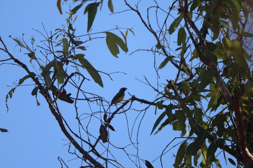 Erythrura gouldiae observed 2026-09-13