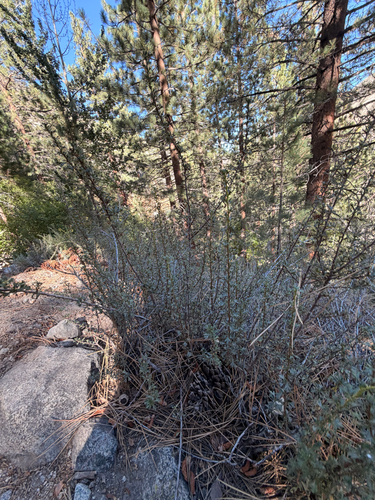 iNaturalist observation photo of Antelope Bitterbrush