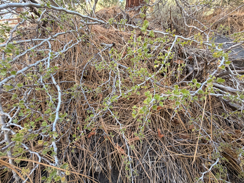 iNaturalist observation photo of desert gooseberry