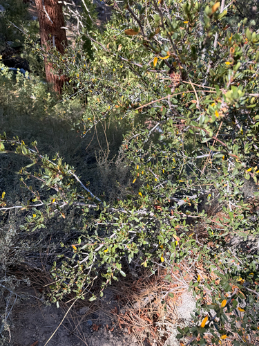 iNaturalist observation photo of mountain mahoganies