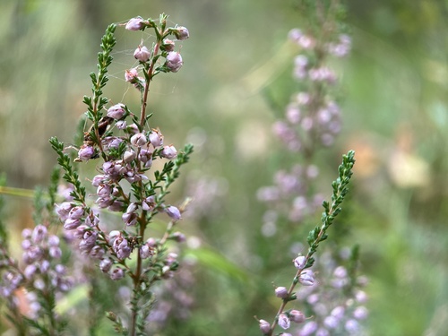 common heather