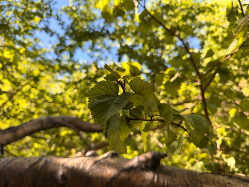 iNaturalist observation photo of water birch