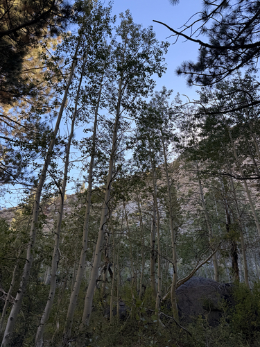 iNaturalist observation photo of quaking aspen