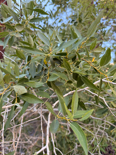 iNaturalist observation photo of Lemmon's willow