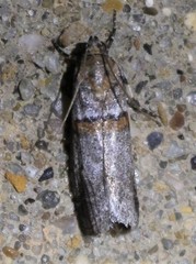 Acrobasis pallicornella