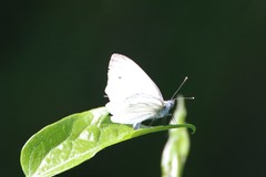 Pieris napi