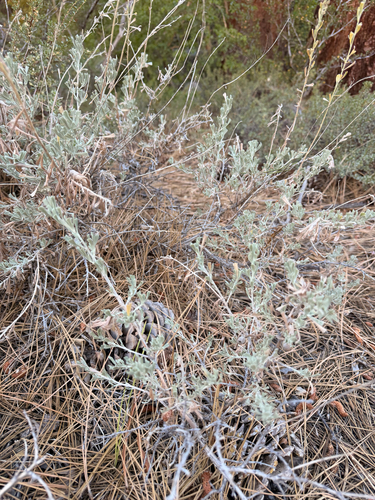 iNaturalist observation photo of wormwoods and sagebrushes