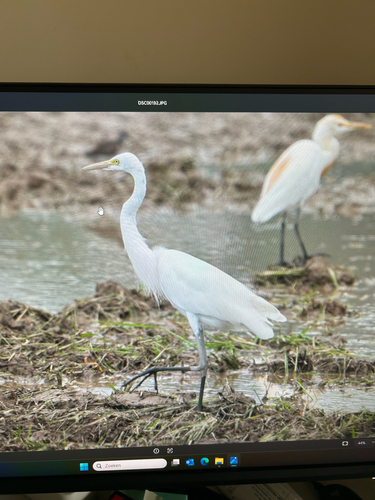 Medium Egret