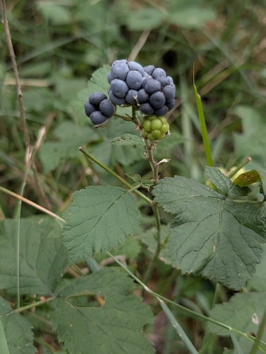 European dewberry