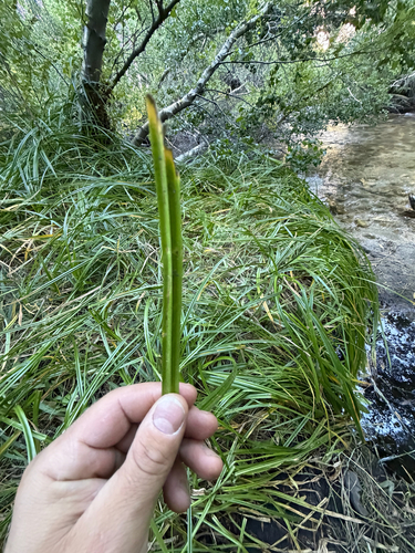 iNaturalist observation photo of Panicled Bulrush