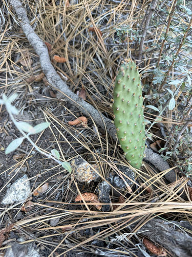 iNaturalist observation photo of beavertail cactus