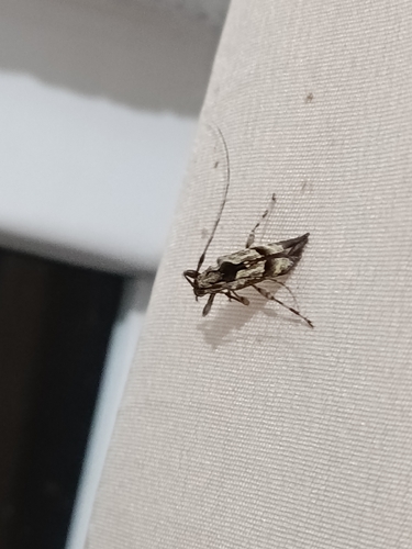 Eutrypanus dorsalis