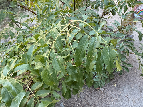 iNaturalist observation photo of blue elder