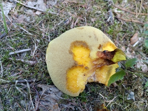 Larch Bolete