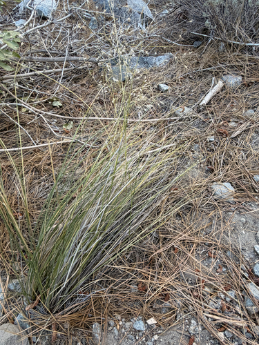 iNaturalist observation photo of Sand Ricegrass