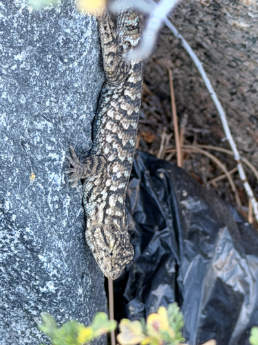 iNaturalist observation photo of Spiny Lizards