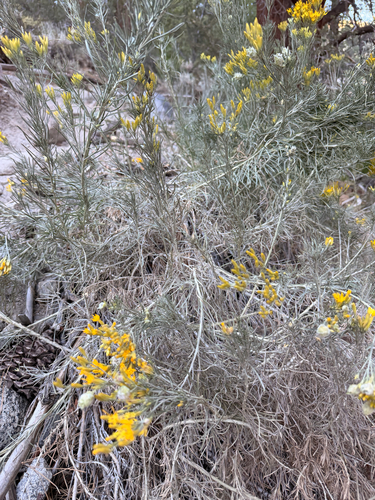 iNaturalist observation photo of Rubber Rabbitbrush