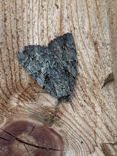 Sweetheart Underwing