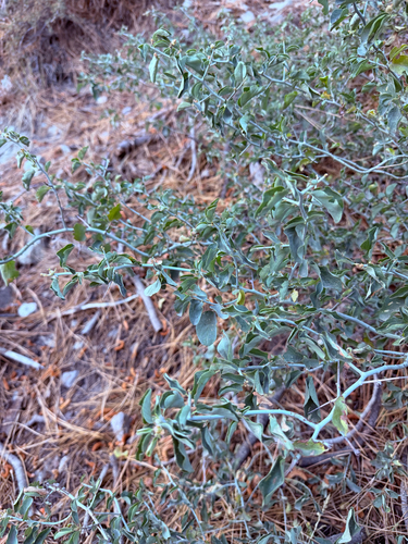 iNaturalist observation photo of mountain whitethorn
