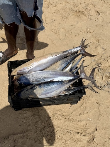 Mackerel Tuna