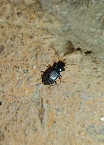 European Gazelle Beetle
