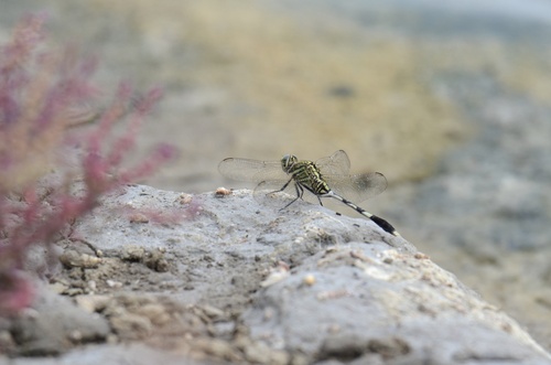Slender Skimmer