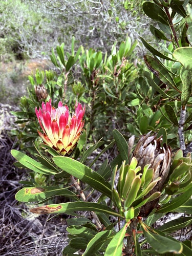 Protea obtusifolia, photograph 1