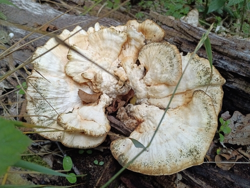 chicken of the woods
