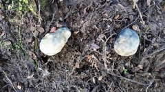 Rossbeevera pachydermis